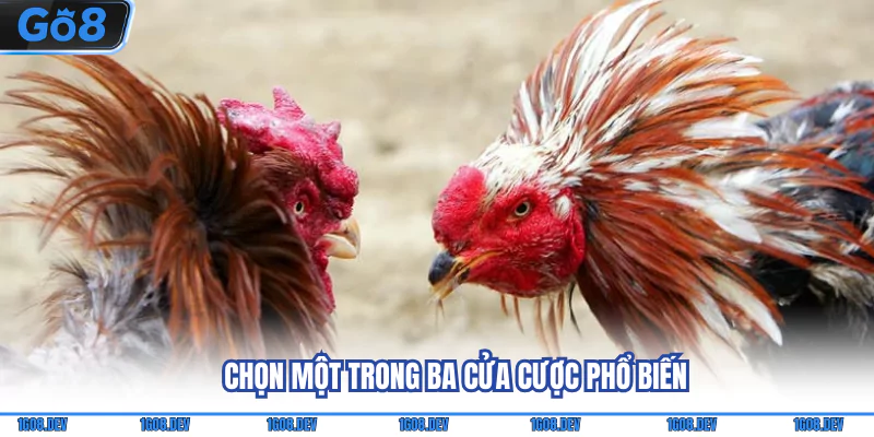 Đá Gà Thomo - Biết Rõ Luật Chơi Và Mức Phạt Áp Dụng 4 Chọn một trong ba cửa cược phổ biến