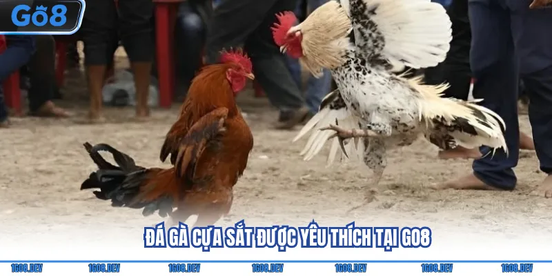 Đá Gà Go8 - Thỏa Mãn Đam Mê Cùng Loạt Sự Kiện Nổi Tiếng 5 Đá gà cựa sắt được yêu thích tại Go8