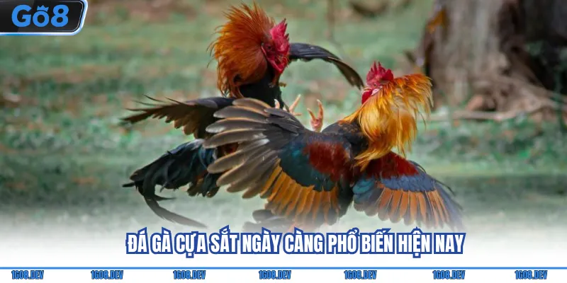 Đá Gà Cựa Sắt - Mãn Nhãn Cùng Những Đòn Đá Đầy Uy Lực 2 Đá gà cựa sắt ngày càng phổ biến hiện nay