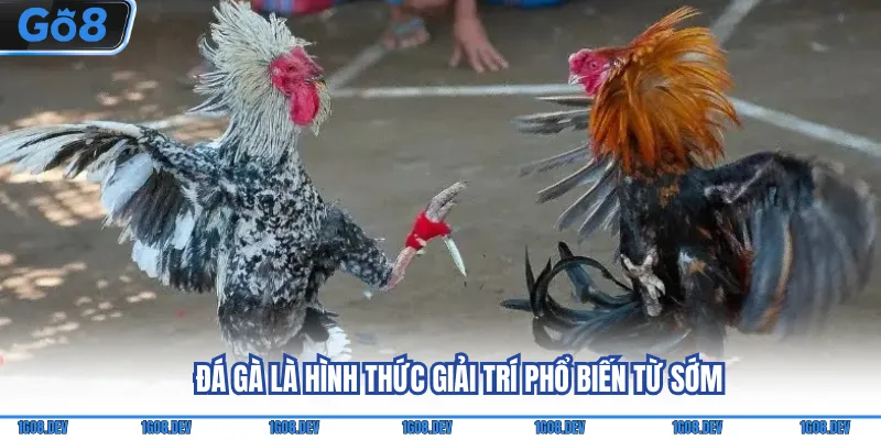 Đá gà là hình thức giải trí phổ biến từ sớm