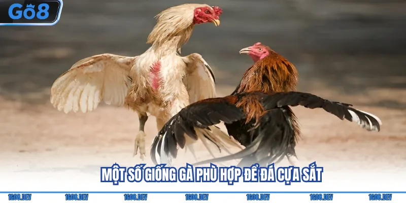 Đá Gà Cựa Sắt - Mãn Nhãn Cùng Những Đòn Đá Đầy Uy Lực 4 Một số giống gà phù hợp để đá cựa sắt