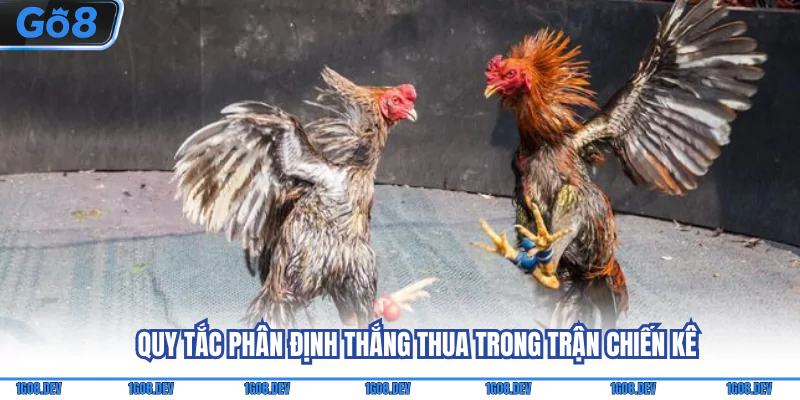 Đá Gà Thomo - Biết Rõ Luật Chơi Và Mức Phạt Áp Dụng 3 Quy tắc phân định thắng thua trong trận chiến kê