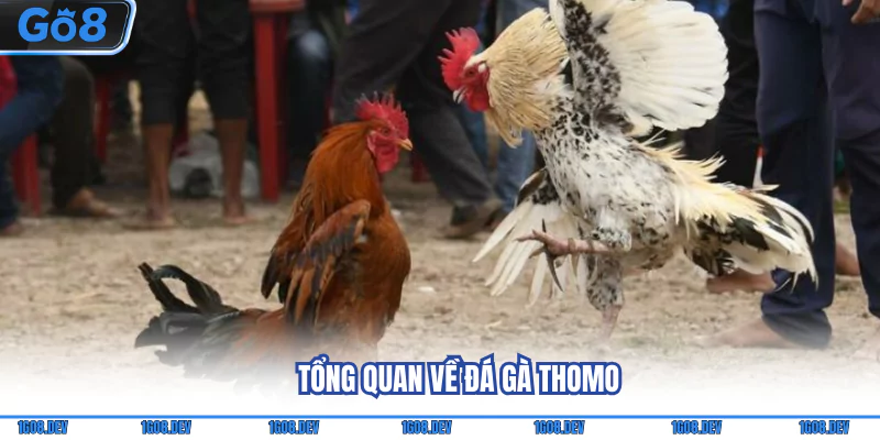 Đá Gà Thomo - Biết Rõ Luật Chơi Và Mức Phạt Áp Dụng 2 Tổng quan về đá gà Thomo